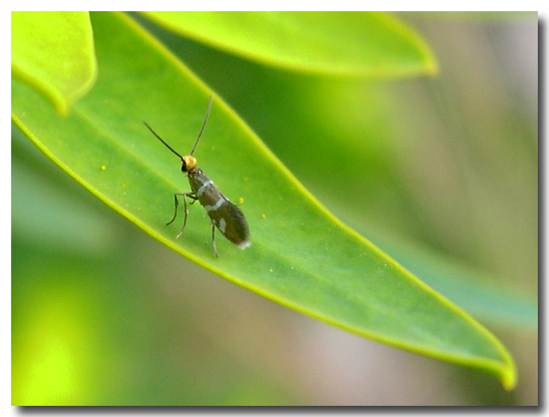 Lo avevo promesso a Sarah - Micropterix  erctella